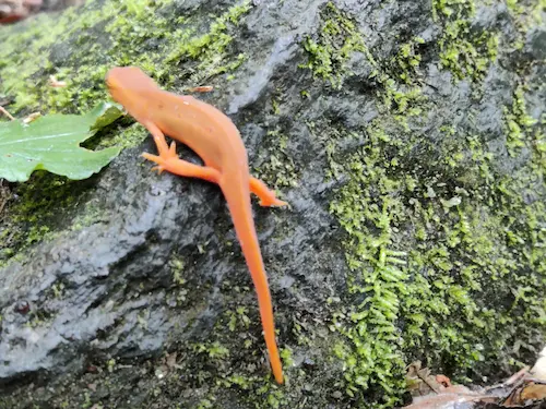 Orange Salamander